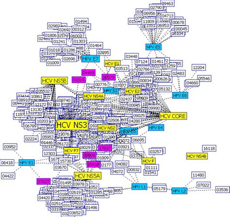 Comparison of the HCV interaction network with the HPV interaction ... 