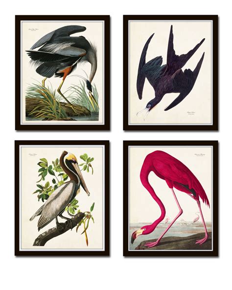 Vintage Audubon Sea Birds Print Set No Giclee Bird Etsy Bird