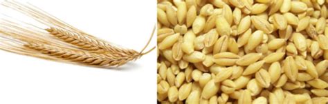 Nutrition Flashcards | Quizlet