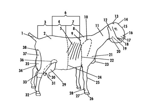 Goat Ext Anatomy Quiz