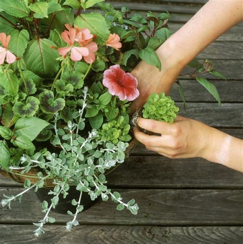 Hanging Basket Trailing Flowers Hanging Plants Plants For Hanging