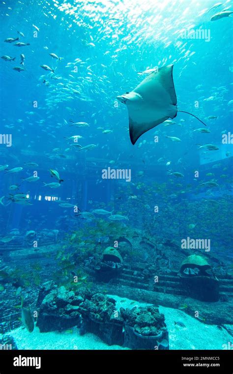 Atlantis hotel aquarium Stock Photo - Alamy