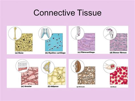 Connective Tissue Diagram Quizlet