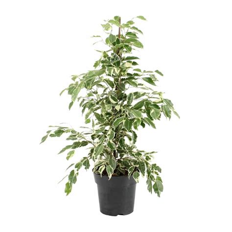 Ficus Benjamina Twilight Ø17cm ↕70cm Kweekling