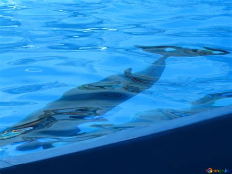 Dolphins underwater free image - № 25497