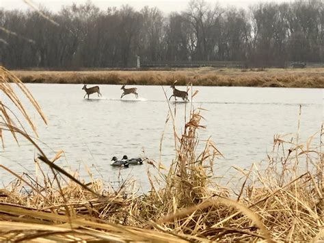 When the comeback call produces unexpected results... | Scrolller