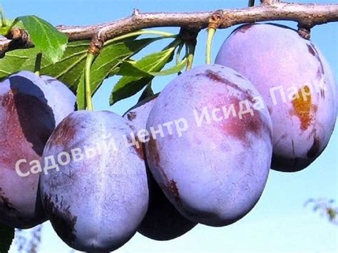 Слива Волошка саженцы купить в Москве и Подмосковье в питомнике