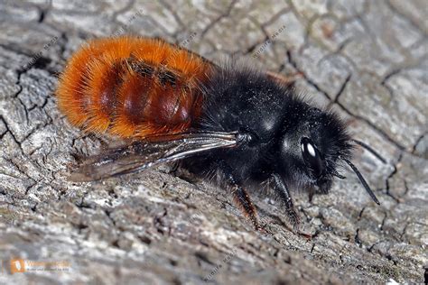 Geh Rnte Mauerbiene Bild Bestellen Naturbilder Bei Wildlife Media