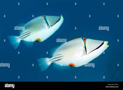 Two Arabian Picasso Triggerfish Rhinecanthus Assasi Couple Red Sea