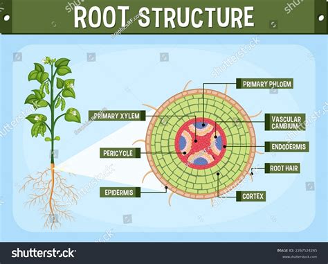 Cortex Plant