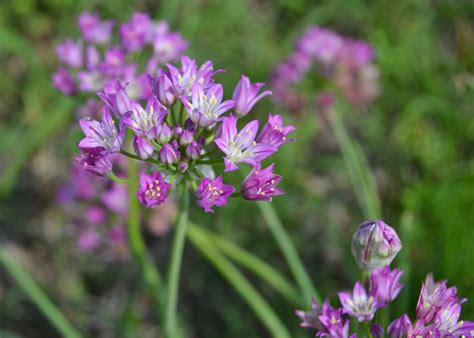 Meadow Garlic Matbio Herbs Of Forest And Field Matanzas Biodiversity