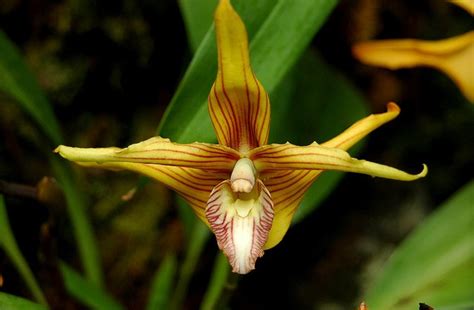 Quito Show Maxillaria Striata Orchids Orchid Flower Macro Photos