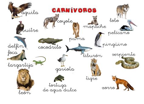 Animales Herbivoros Carnivoros Y Omnivoros