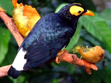 Sturnidae 八哥科 Yellow Faced Mynah Mino Dumontii Flickr