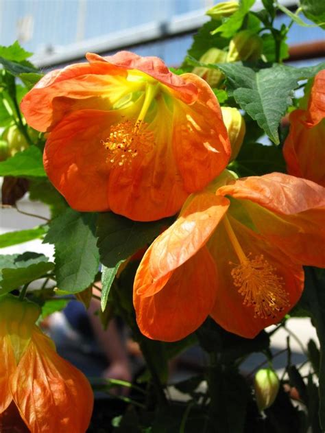 Abutilon Lucky Lantern Nuabtang Flowering Maple Garden Center Marketing