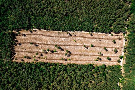 Qu Es La Deforestaci N Y C Mo Afecta Al Medio Ambiente Bbva