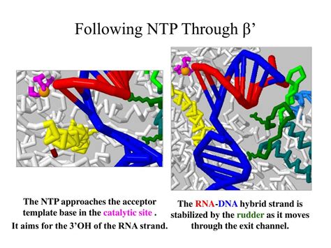 Ppt Bacterial Rna Polymerase New Insights On A Fundamental Molecular Machine Powerpoint