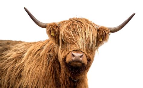 Scottish Highland Cattle Stock Image Image Of Longhorn 210125