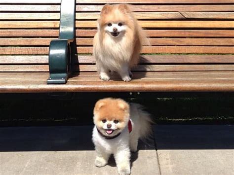 Worlds Cutest Dog Boo The Pomeranian Dies Of ‘heartbreak Gold Coast