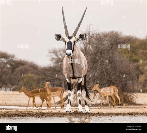 Desierto del kalahari fotografías e imágenes de alta resolución Alamy