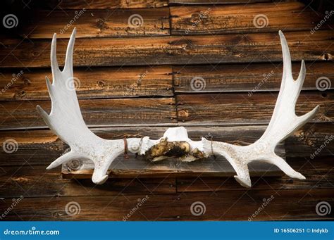 Mounted Elk Horns stock image. Image of mounted, wooden - 16506251