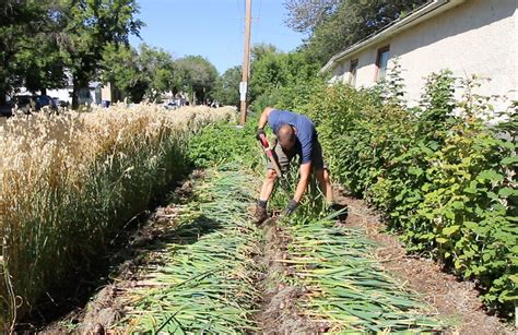 How Garlic Spacing Impacts Bulb Size and Total Yield