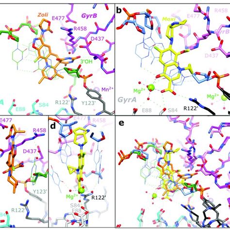 The 2 8 Å zoliflodacin crystal structure with S aureus DNA gyrase a