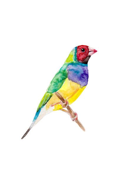 50 Gouldian Finch Stock Illustrations Royalty Free Vector Graphics And Clip Art Istock