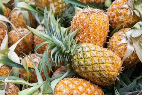 Bromelain Powerful Proteolytic Enzyme Biocatalysts