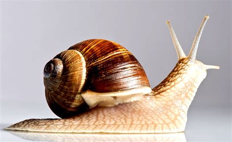 Where To Buy Snails In South Africa