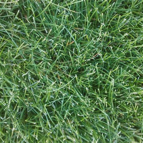 Refined Turf Excellence with Fine Fescue | GO Seed