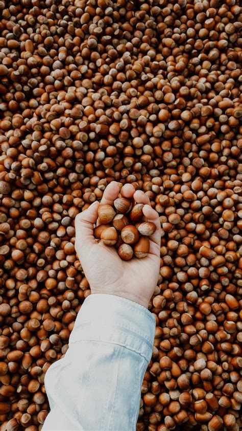 Do Hazelnuts Go Bad Shelf Life Storage And Signs