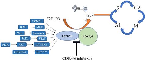 Frontiers Mechanisms And Implications Of Cdk Inhibitors For The