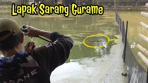 Umpan Mancing Gurame Untuk Harian Lapak Pojok Jadi Rebutan Youtube