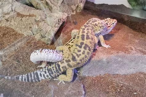 Breeding Leopard Geckos A Comprehensive Starters Manual