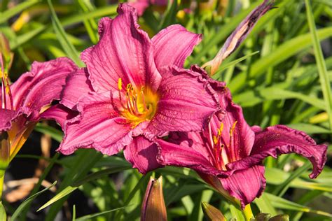 Hemerocallis Summer Wine 2 Liter Pot Bio Daglelie Biologisch