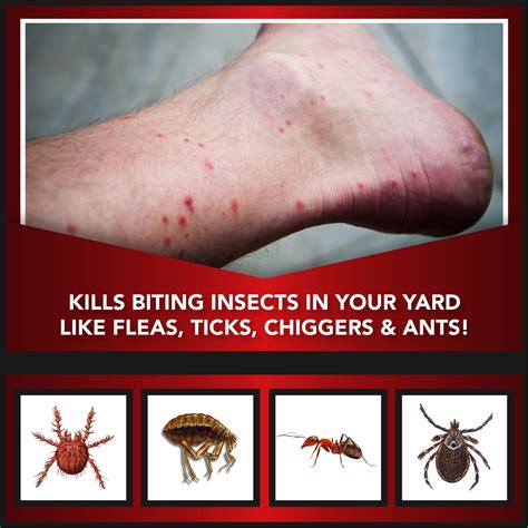 Chiggers Vs Ticks