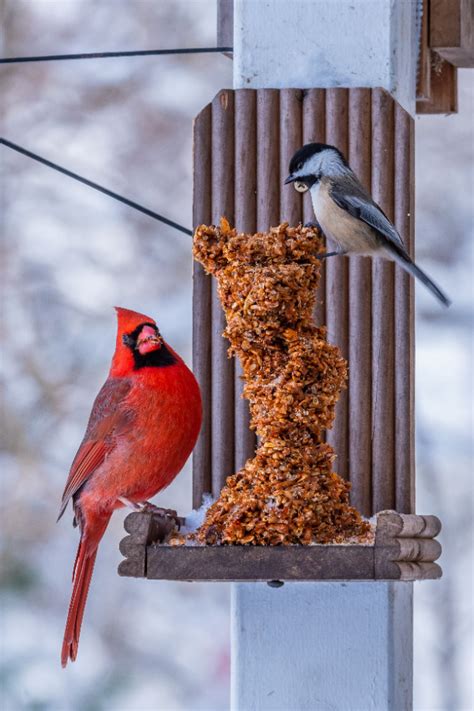 How To Feed Cardinals In The Winter Attract Cardinals With Ease