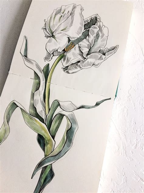 Watercolor Sketchbook, Art Sketchbook, Botanical Drawings, Botanical ...