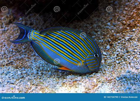 Clown Tang Acanthurus Lineatus Stock Photo Image Of Focus