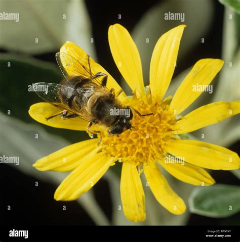 Eristalis Tenax Adult Hi Res Stock Photography And Images Alamy