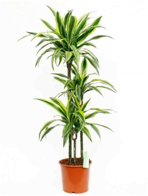 Dracaena Lemon Lime Greenway Landscaping Llc