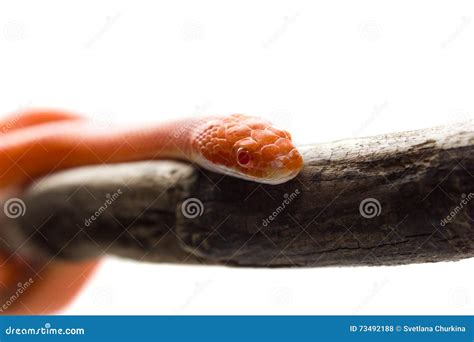 Hypo Fire Corn Snake Stock Photo CartoonDealer 77603244