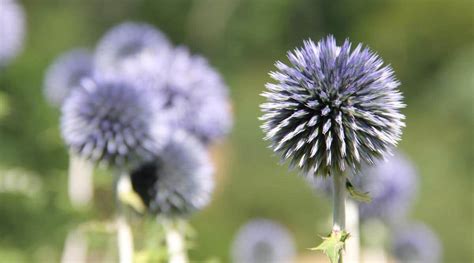 Globe Thistle: How to Plant, Grow, and Care For Echinops