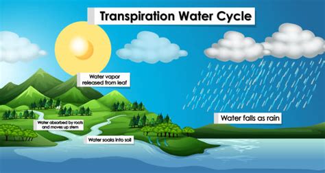 Transpiration Illustrations, Royalty-Free Vector Graphics & Clip Art - iStock