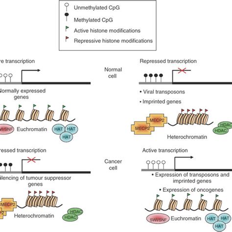 Current understanding of some of the changes to DNA and chromatin that ... 