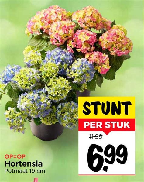 Hortensia Aanbieding Bij Vomar 1Folders Nl