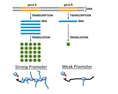 week 10 (control of gene expression) Flashcards | Quizlet