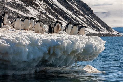 Premium Photo | Group of adelie penguins antarctica