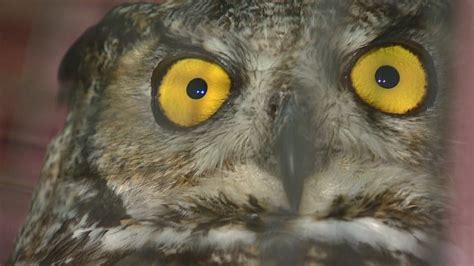 Rare owl attack leaves Rigolet woman with head wound | CBC News